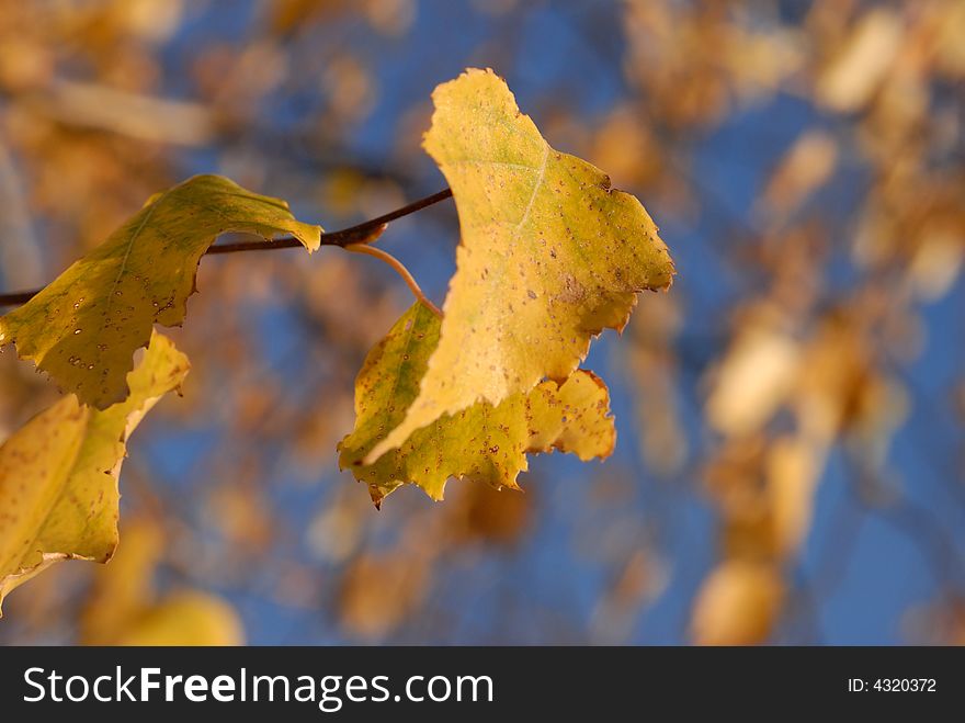 Yellow birch leaves autumnal tree