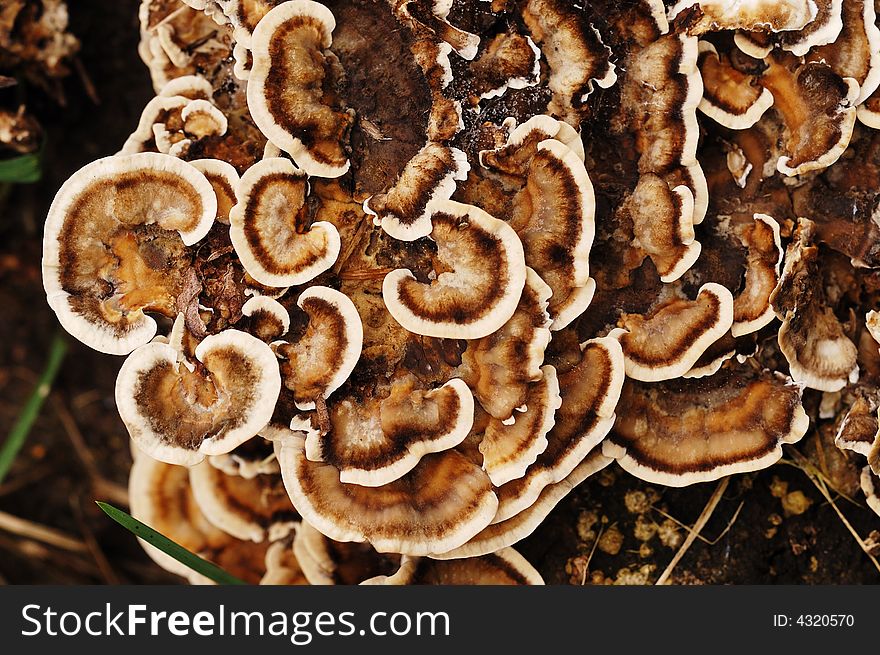 Texture of tree mushroom