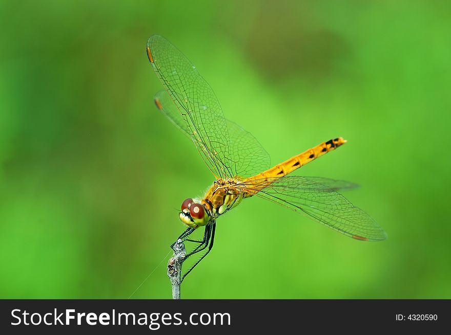 A beautiful dragonfly resting on a branch