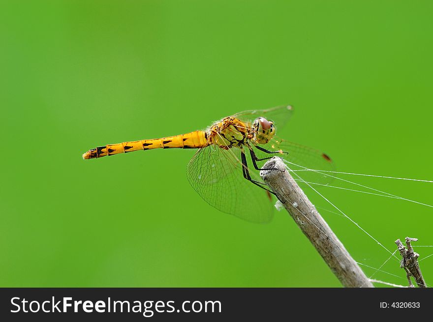 A yellow dragonfly resting on a branch,on green background