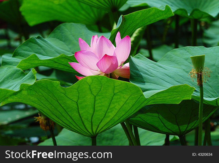 Lotus blossom with leafs - water lily