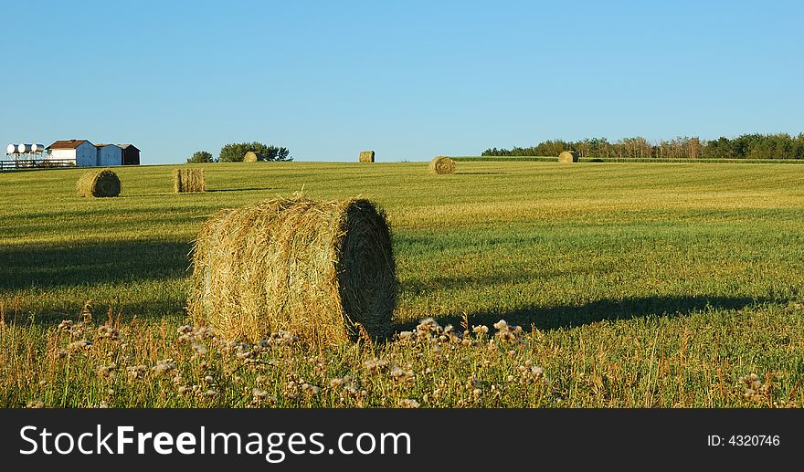 Wheat pack in a large area of wheat field