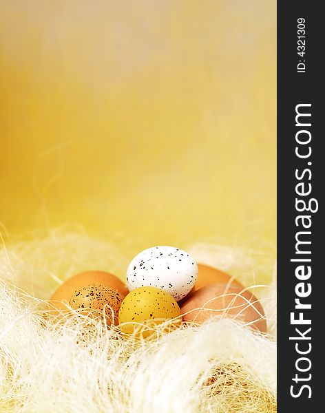 Brown and white quail and chicken eggs in the hay on yellow background. Brown and white quail and chicken eggs in the hay on yellow background