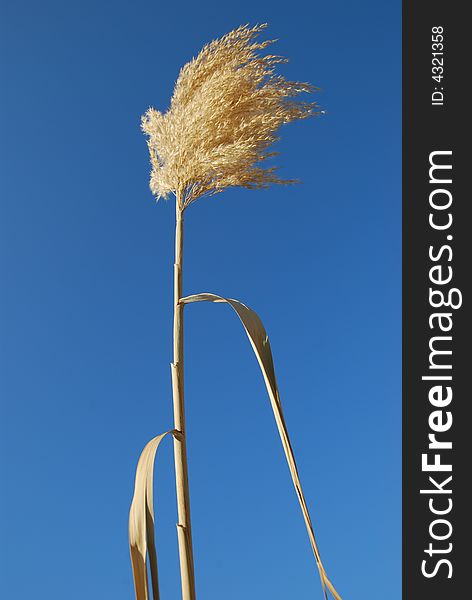 Cane on a background of the blue sky. Cane on a background of the blue sky