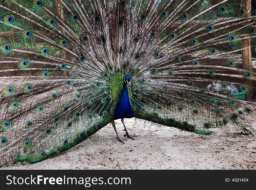 Walking peacock in the zoo