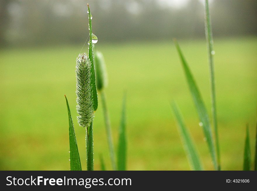 A grass after the rain. A grass after the rain