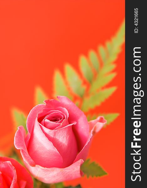 Pink fresh rose over red background. Pink fresh rose over red background