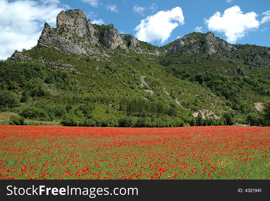 Field of poppies at the foot of a mountain in the Hautes-Alpes department in the south of France. Field of poppies at the foot of a mountain in the Hautes-Alpes department in the south of France.