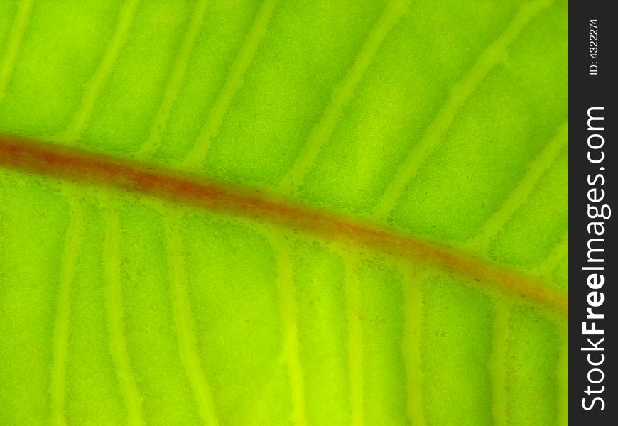 Texture of a green leaf in the sunlight. Texture of a green leaf in the sunlight