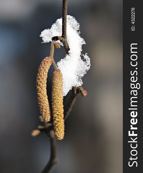 Catkins Of A Birch