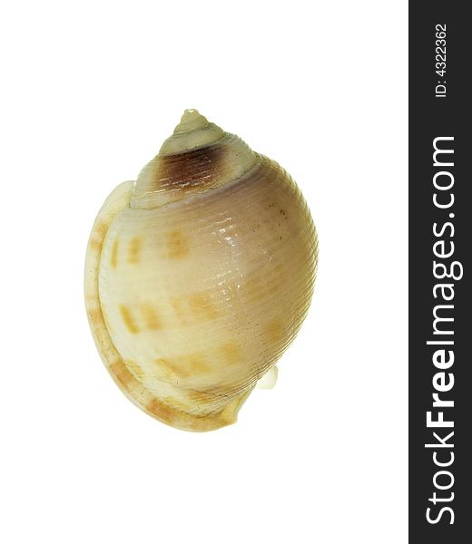 Sea shell of a snail