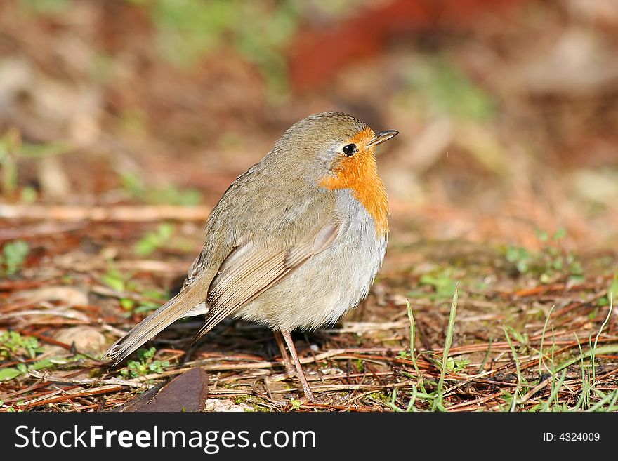 A close shot of a robin on the ground (red-neck bird). A close shot of a robin on the ground (red-neck bird)