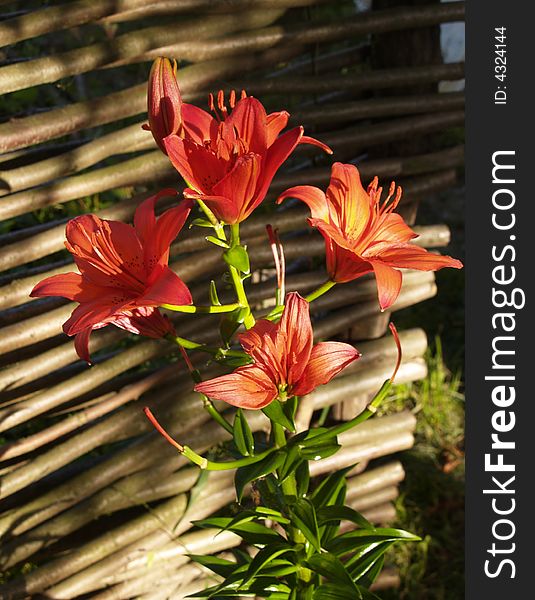 Flowers of a red lily in a garden