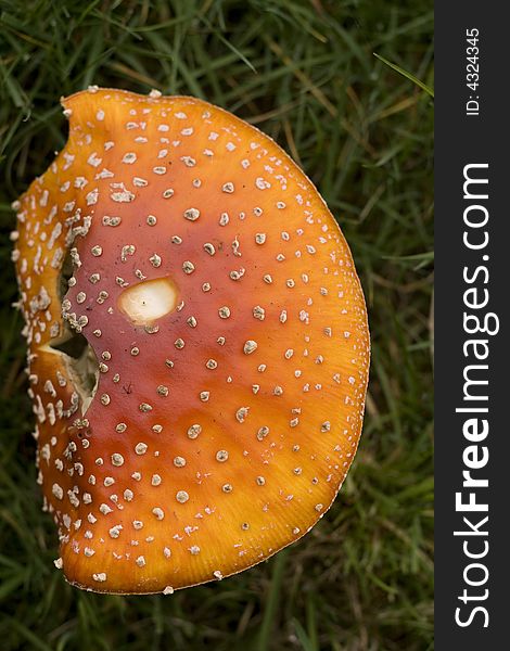 Amanita Muscaria - The Fly Agaric