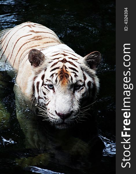 Picture of a White Tiger in water taken at The Singapore Zoo. Picture of a White Tiger in water taken at The Singapore Zoo.