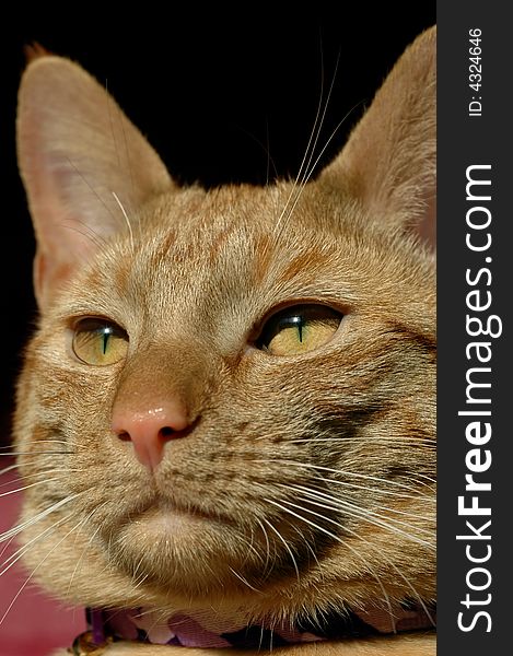 Handsome red tabby cat close-up portrait