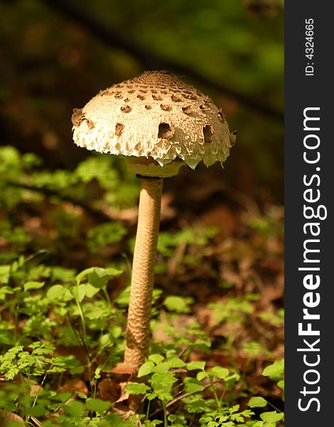 Solitary mushroom in the forest, macro shot