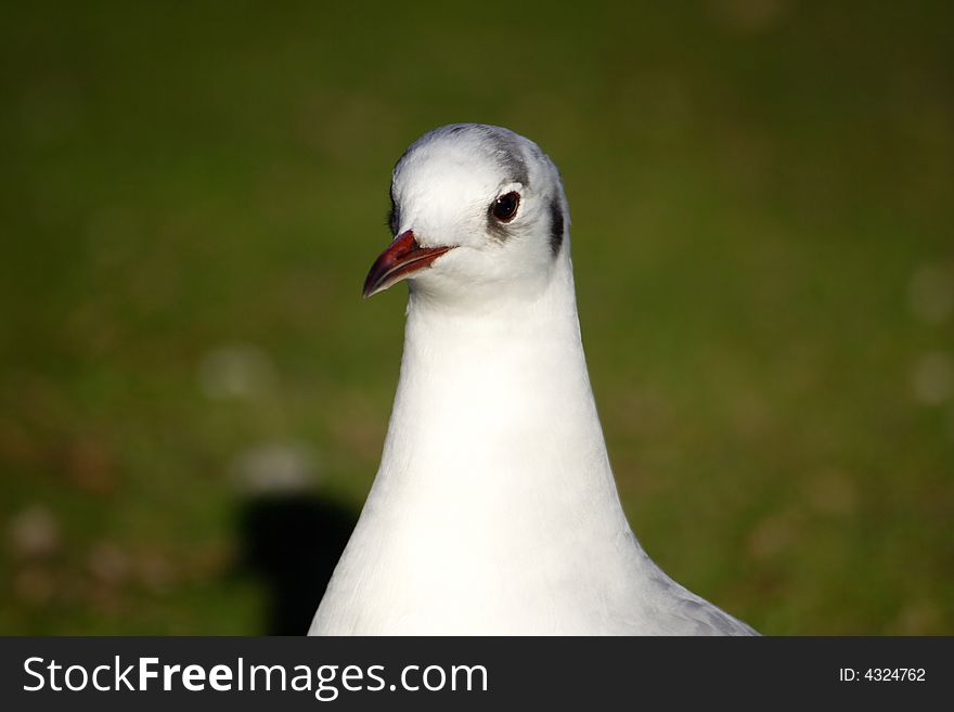 Portrait of a seagull, close-up shot