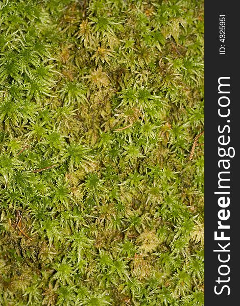 Moss Background