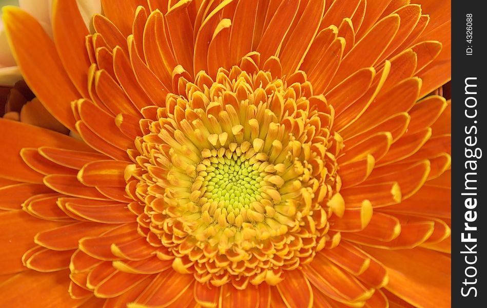 Flower background - detail of orange gerber