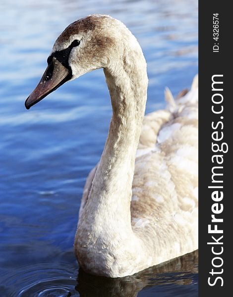 Very young swan with brown plumage