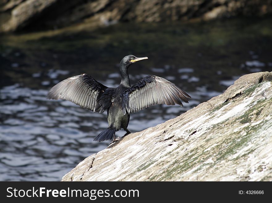 Shag spreads its wings on rock by sea. Shag spreads its wings on rock by sea