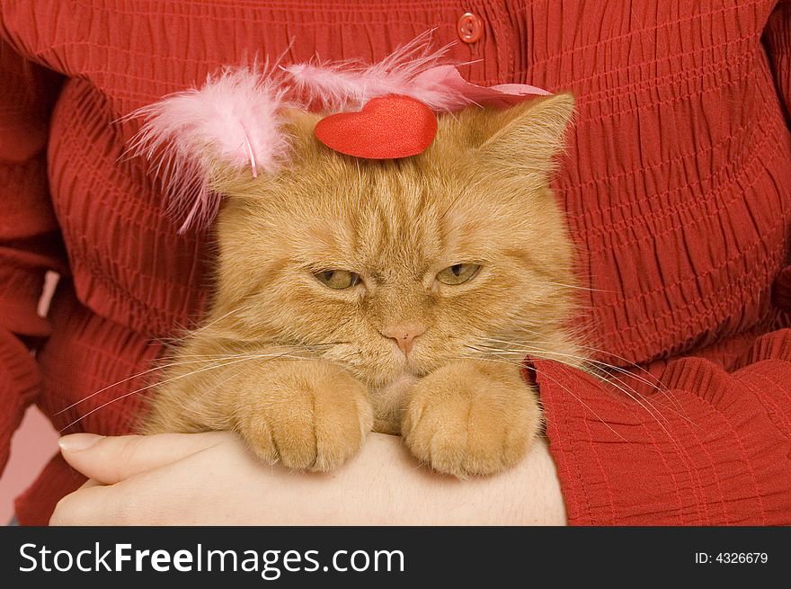 Domestic cat underpressed by human love. Domestic cat underpressed by human love