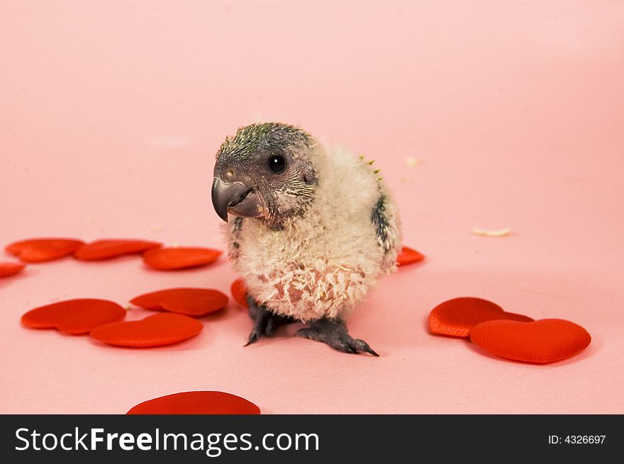 Young baby parrot in love. Young baby parrot in love