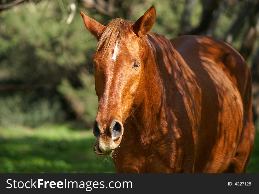 A portrait of a brown horse.