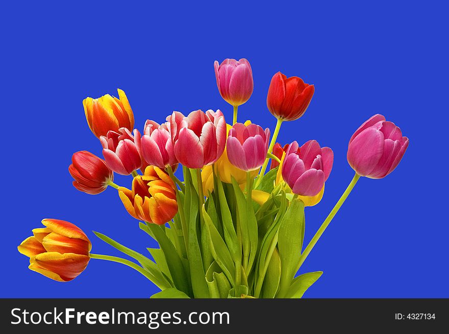 A bright, colorful view of fresh spring tulips isolated on a medium blue background. A bright, colorful view of fresh spring tulips isolated on a medium blue background.