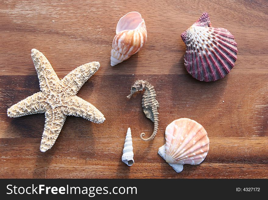 Starfish, conch and mussel on wooden background. Starfish, conch and mussel on wooden background