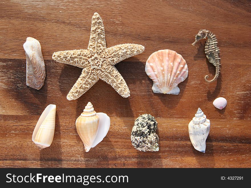 Starfish, conch and mussel on wooden background. Starfish, conch and mussel on wooden background