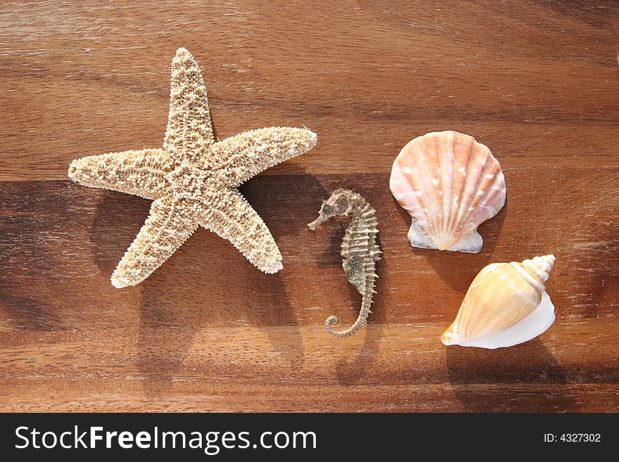 Starfish, conch and mussel on wooden background. Starfish, conch and mussel on wooden background