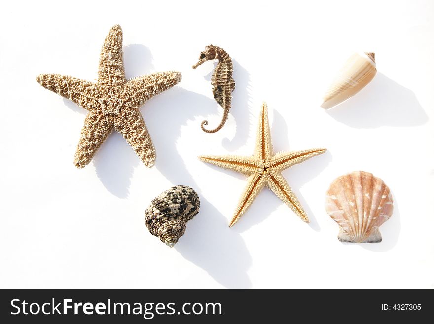 Starfish, conch and mussel on white background. Starfish, conch and mussel on white background