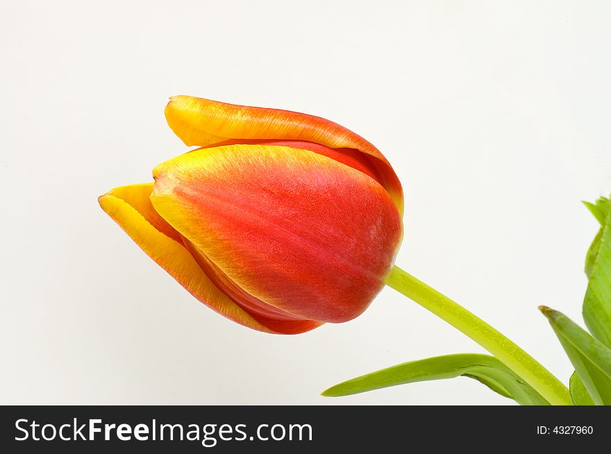 A bright, colorful view of fresh spring tulip blossom isolated on a white background. A bright, colorful view of fresh spring tulip blossom isolated on a white background.