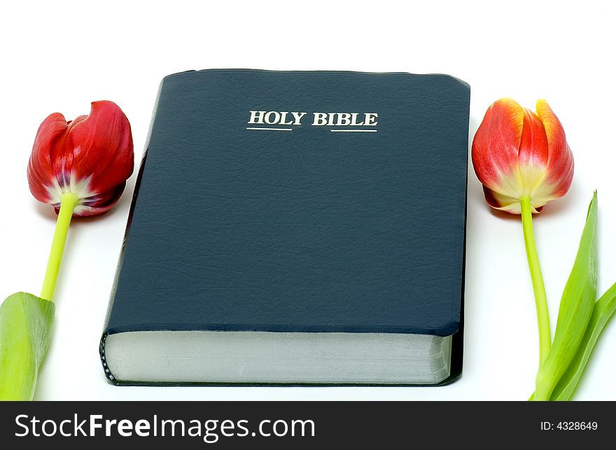 A closeup view of the Holy Bible isolated on a white background with colorful spring tulips laying on either side. A closeup view of the Holy Bible isolated on a white background with colorful spring tulips laying on either side.