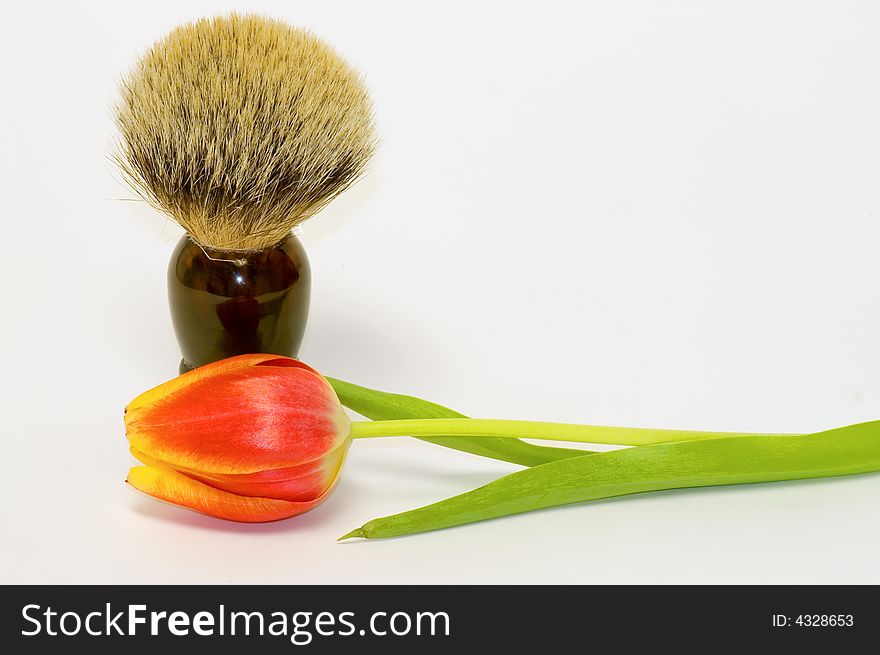 A closeup view of a genuine badger fur shaving brush with a brown plastic handle, isolated on white background with a colorful spring tulip in the foreground. A closeup view of a genuine badger fur shaving brush with a brown plastic handle, isolated on white background with a colorful spring tulip in the foreground.