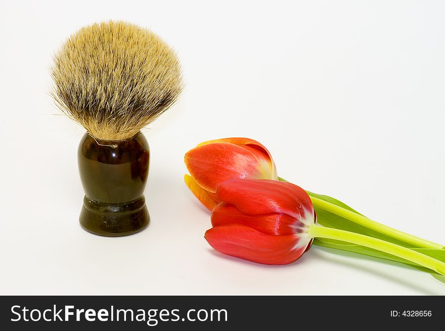 A closeup view of a genuine badger fur shaving brush with a brown plastic handle, isolated on white background with two colorful spring tulips in the foreground. A closeup view of a genuine badger fur shaving brush with a brown plastic handle, isolated on white background with two colorful spring tulips in the foreground.