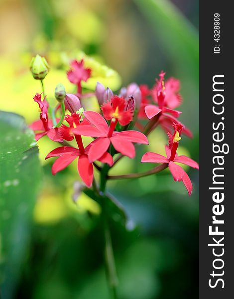 Beautiful red leaves in sun light. Beautiful red leaves in sun light