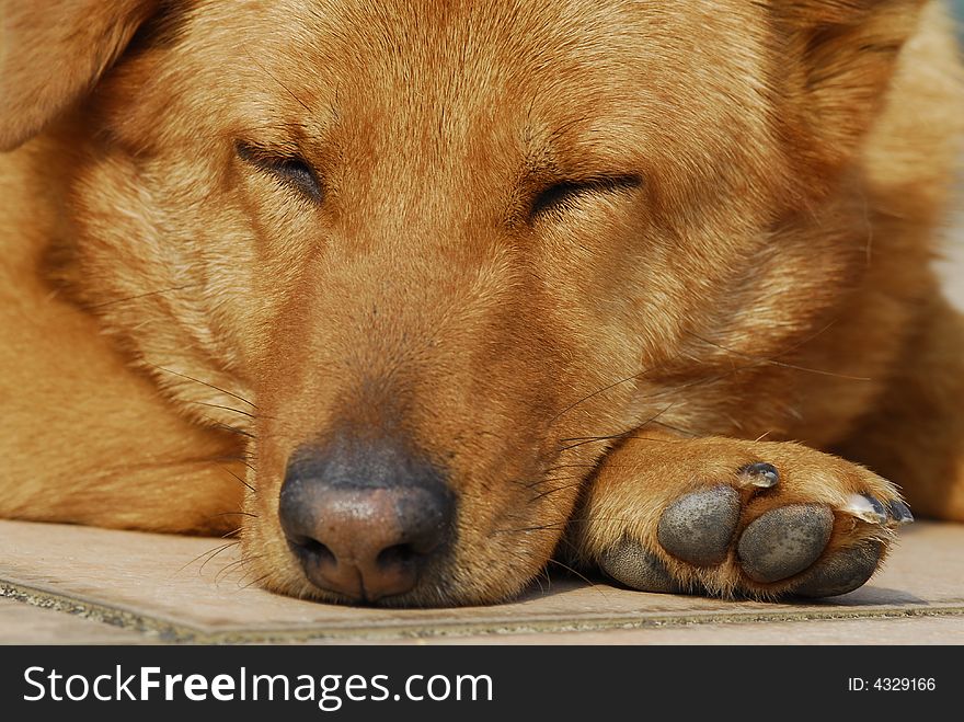 Close up of a sleeping dog, snoozing in the winter sunshine. Close up of a sleeping dog, snoozing in the winter sunshine