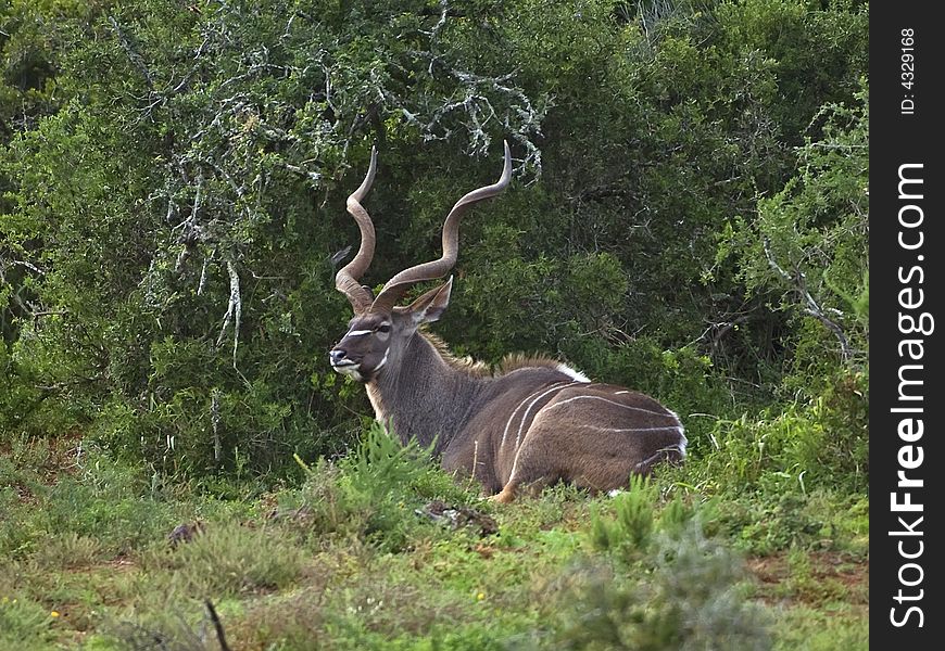 Resting Kudu