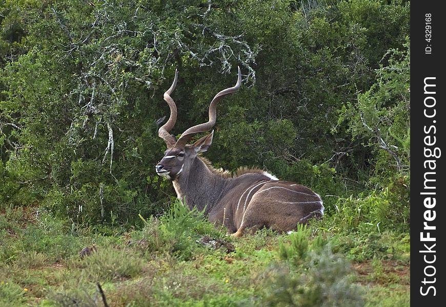 In the heat of the day wild animals lie up in the shade. In the heat of the day wild animals lie up in the shade