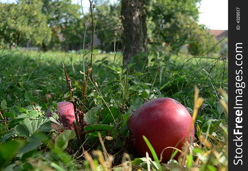 Apple in the garden