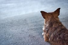 Free Dog Waiting Copyspace Royalty Free Stock Images - 4332549
