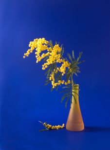 Mimosa In The Orange Vase Royalty Free Stock Photography Mimosa In The Orange Vase Royalty Free Stock Photography
