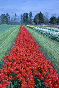 Multicolored Rows Of Flowers Stock Photos