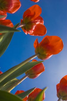 Orange Tulips Against The Blue Sky Royalty Free Stock Photography