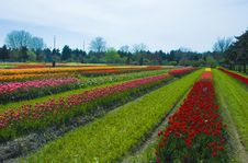 Multicolored Rows Of Flowers Royalty Free Stock Photos Multicolored Rows Of Flowers Royalty Free Stock Photos