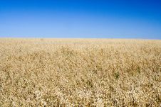 Field Of Rye Royalty Free Stock Photography Field Of Rye Royalty Free Stock Photography