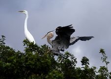 White Egret And Blue Heron Stock Images White Egret And Blue Heron Stock Images